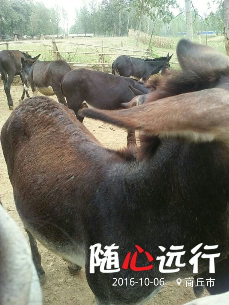 肉驴400~500斤