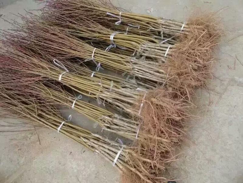 山东烟台新品种桃树苗
