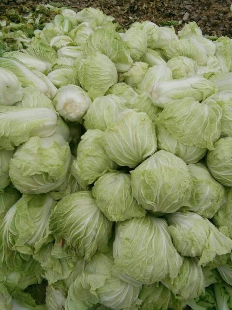 大白菜7斤以上