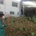 大叶菠菜15~20厘米，货源充足。本人常年专业代收