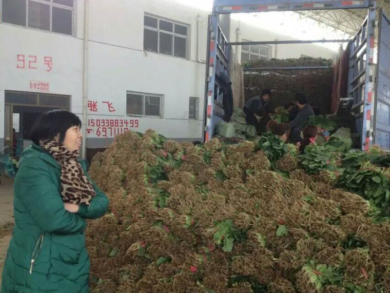 大叶菠菜15~20厘米，货源充足。本人常年专业代收