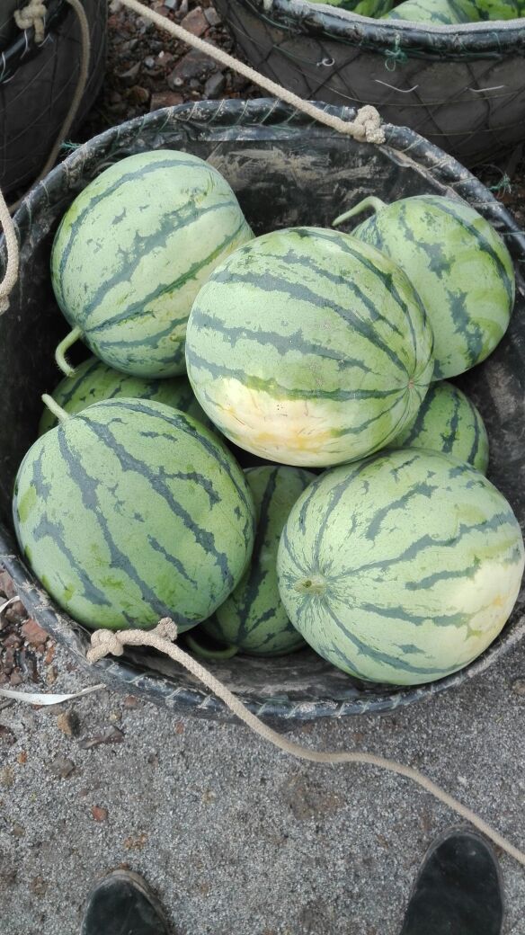 湖南岳阳市君山区8424西瓜 6斤打底 8成熟 2茬