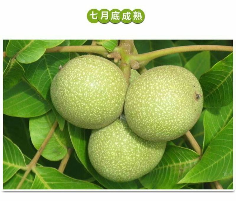野生核桃