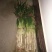 长白大葱30~40cm毛葱3cm左右