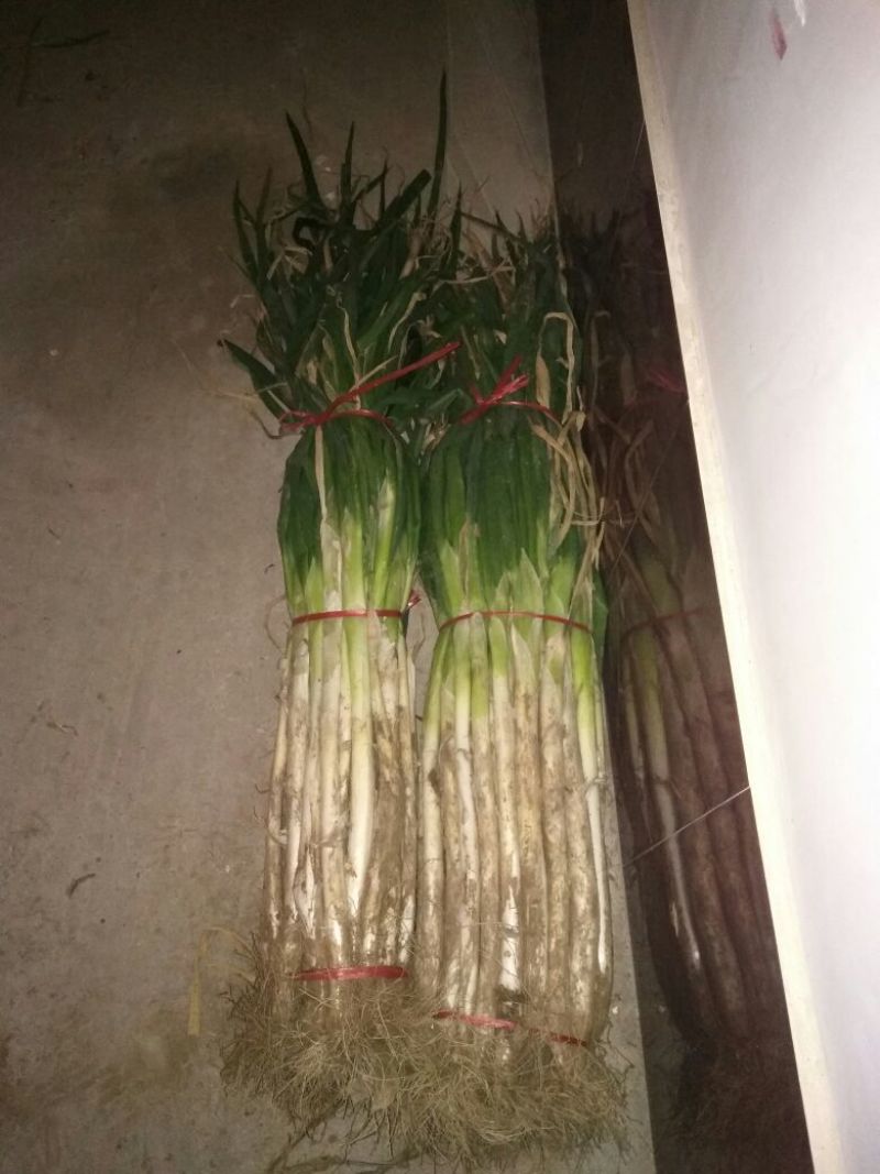 长白大葱30~40cm毛葱3cm左右