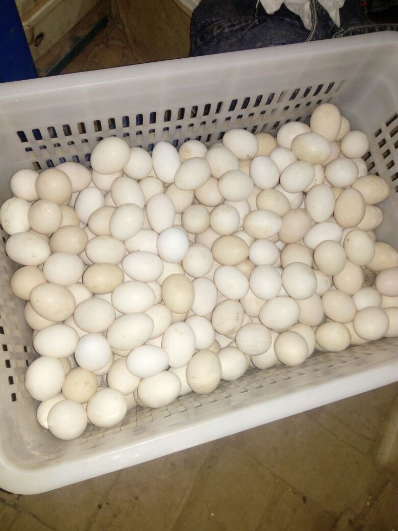土鸡蛋食用50g以下