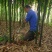 苦竹4~5m