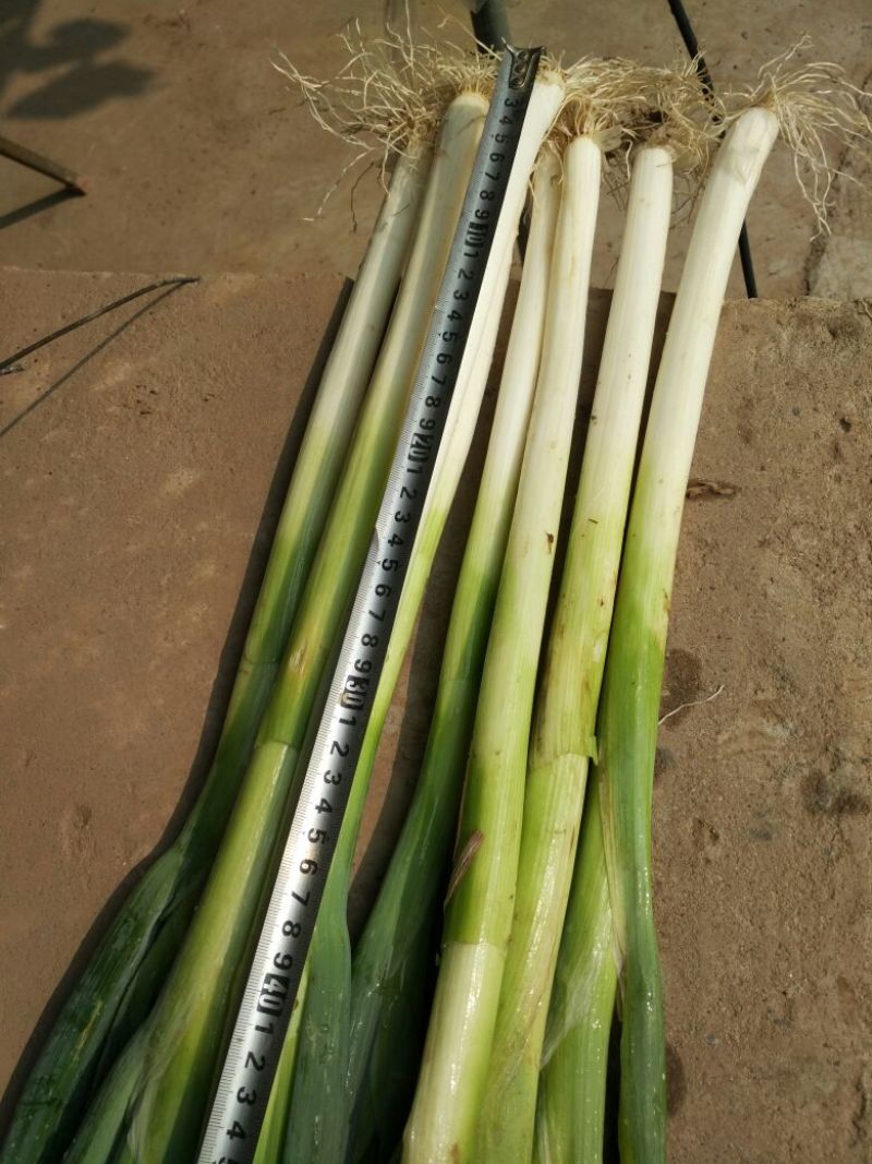 长白大葱40cm以上毛葱2cm左右