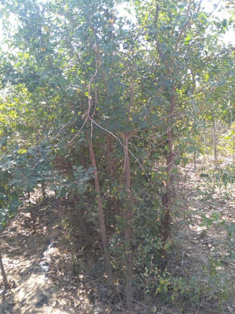 皂角树2~4cm4cm以下2.5~3米