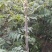 红油香椿苗80cm以上大棚