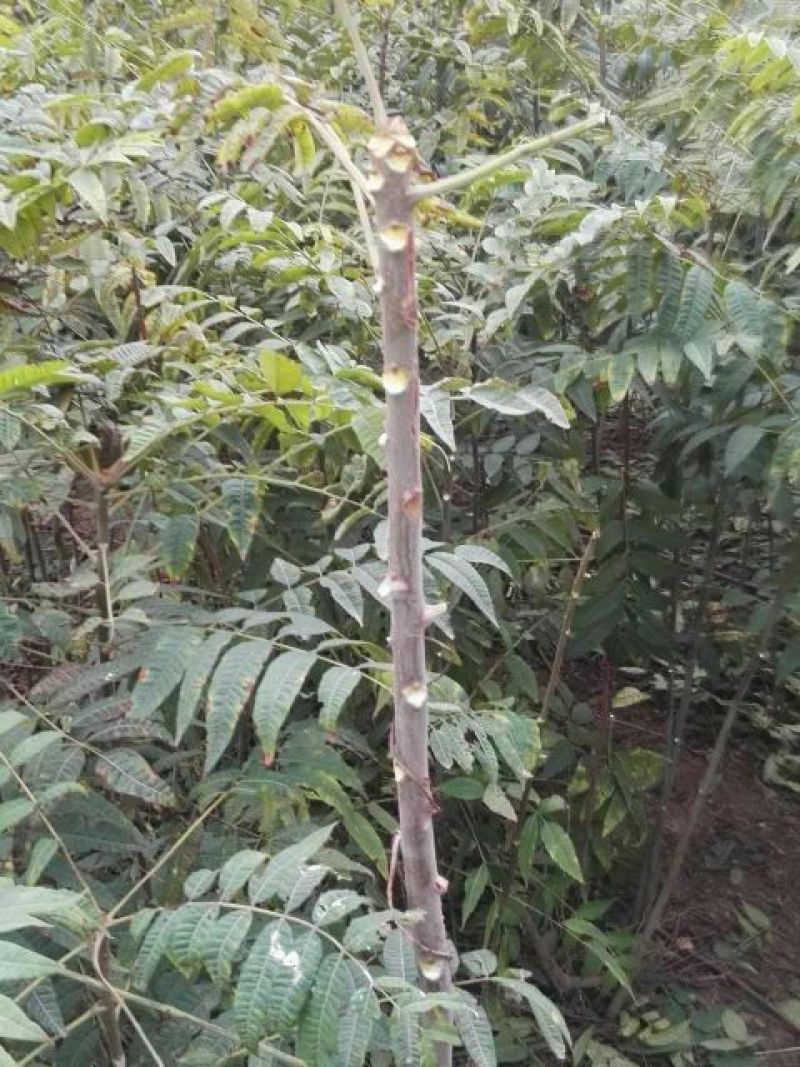 红油香椿苗80cm以上大棚