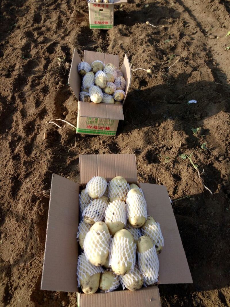 滕州土豆冷库货装箱装袋水洗干洗产地直发