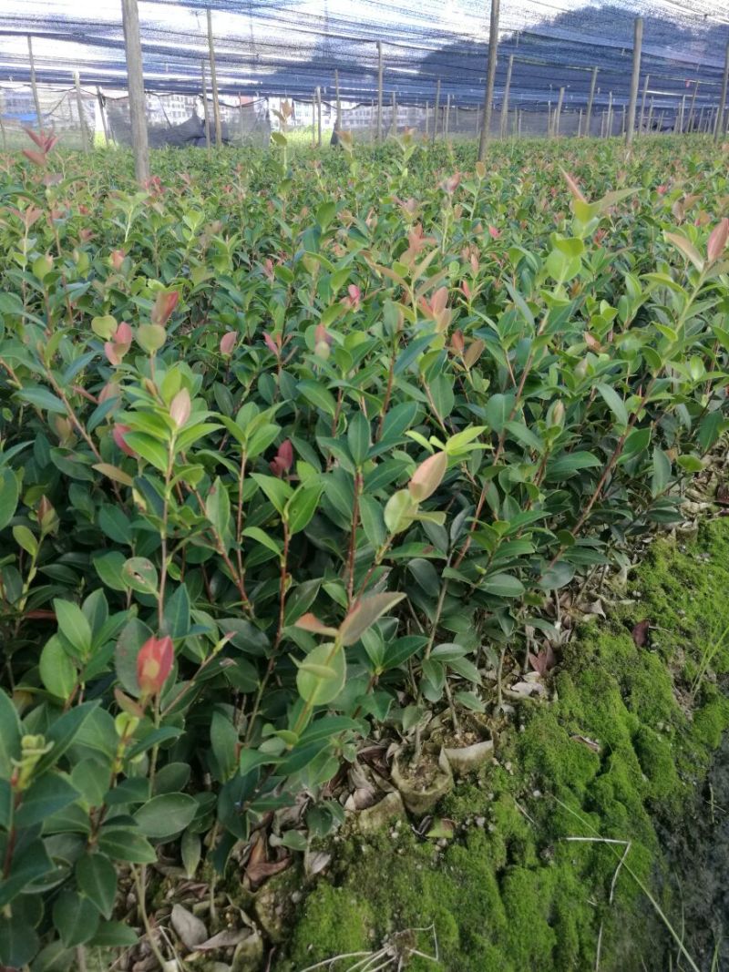 湘林系高产嫁接油茶苗，大量现货供应欢迎订购！