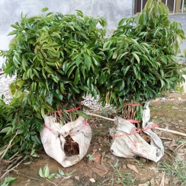 荔枝苗30~50cm