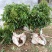 荔枝苗30~50cm