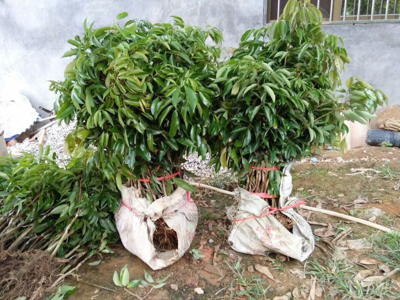 荔枝苗30~50cm