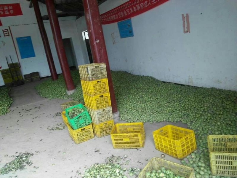青皮核桃30mm以上去皮