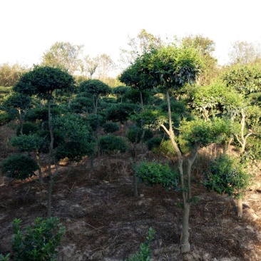 景观造型树，河南省潢川宏昌苗圃直销各种规格造型优美景观树