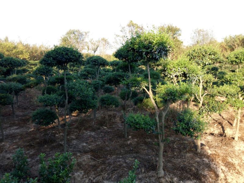 景观造型树，河南省潢川宏昌苗圃直销各种规格造型优美景观树