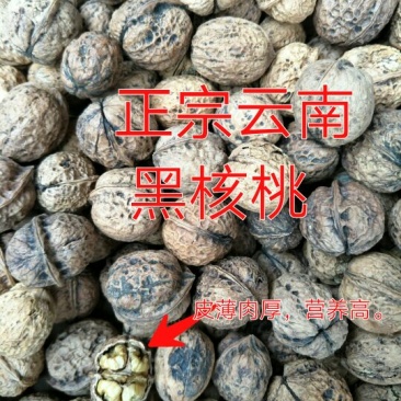 山核桃30mm以上去皮干
