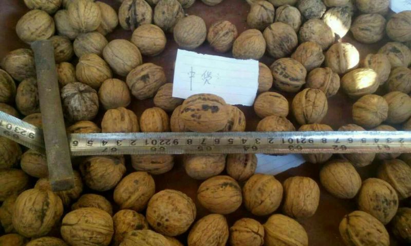 核桃25mm以下去皮干