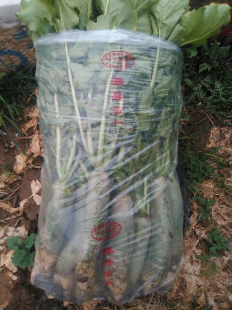 山东水果萝卜1~1.5斤起货源充足可视频看货量大从优