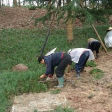 麦冬草