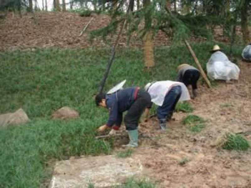麦冬草