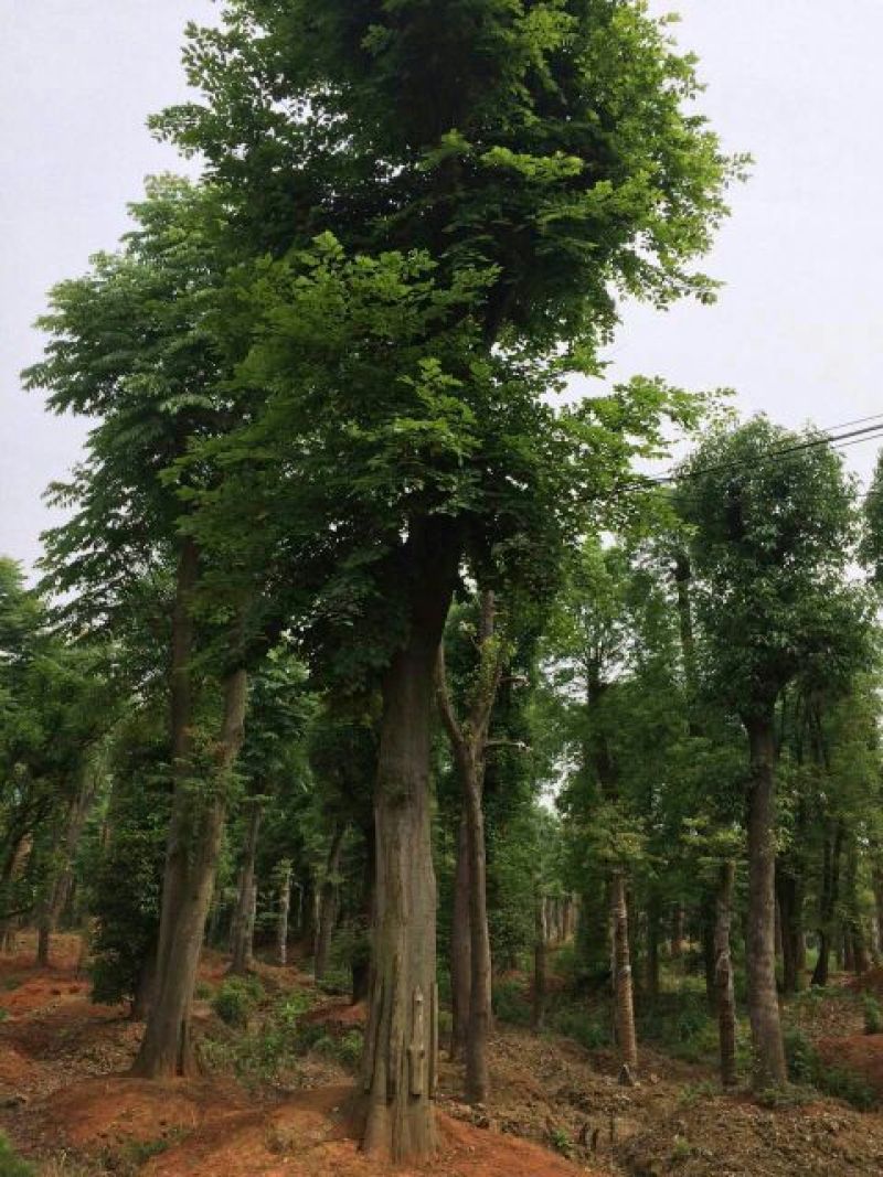 大量供应，15-40公分单杆，40-100公分丛生朴树