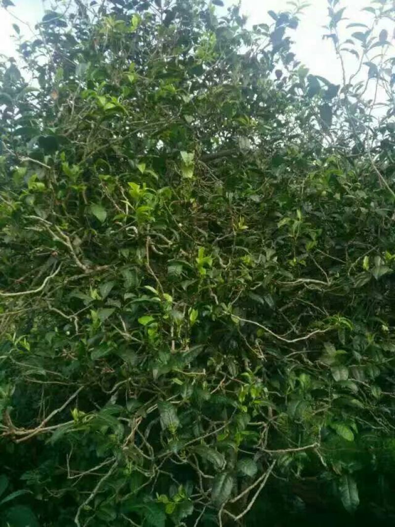 百年大树茶一级