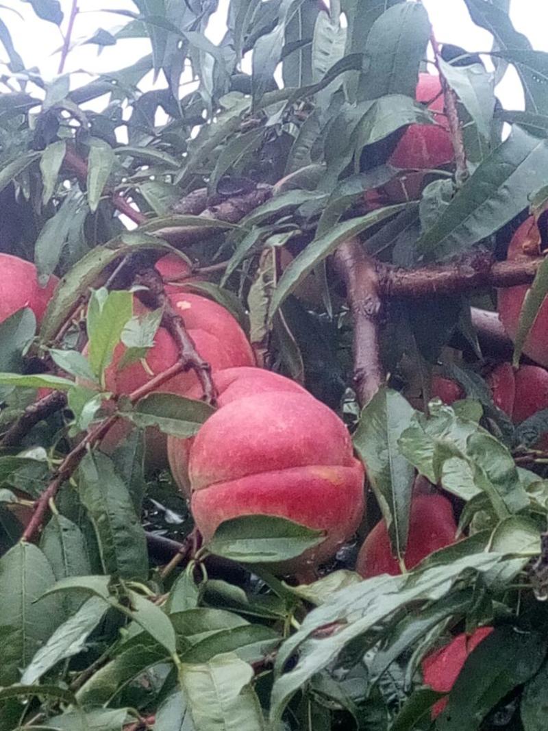 春雪桃树苗70~80cm果子脆甜，含糖量高，个头大
