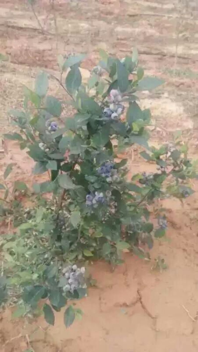 蓝莓4~6mm以上