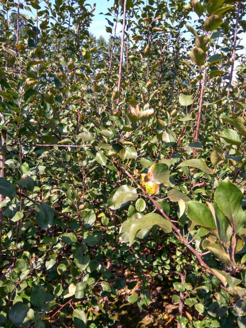 红色之爱苹果苗红肉苹果苗新品种苹果苗育苗基地嫁接苹果苗
