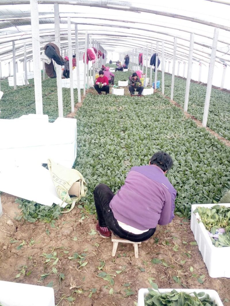 滨州惠民精品菠菜15-2020~25厘米35左大叶菠菜