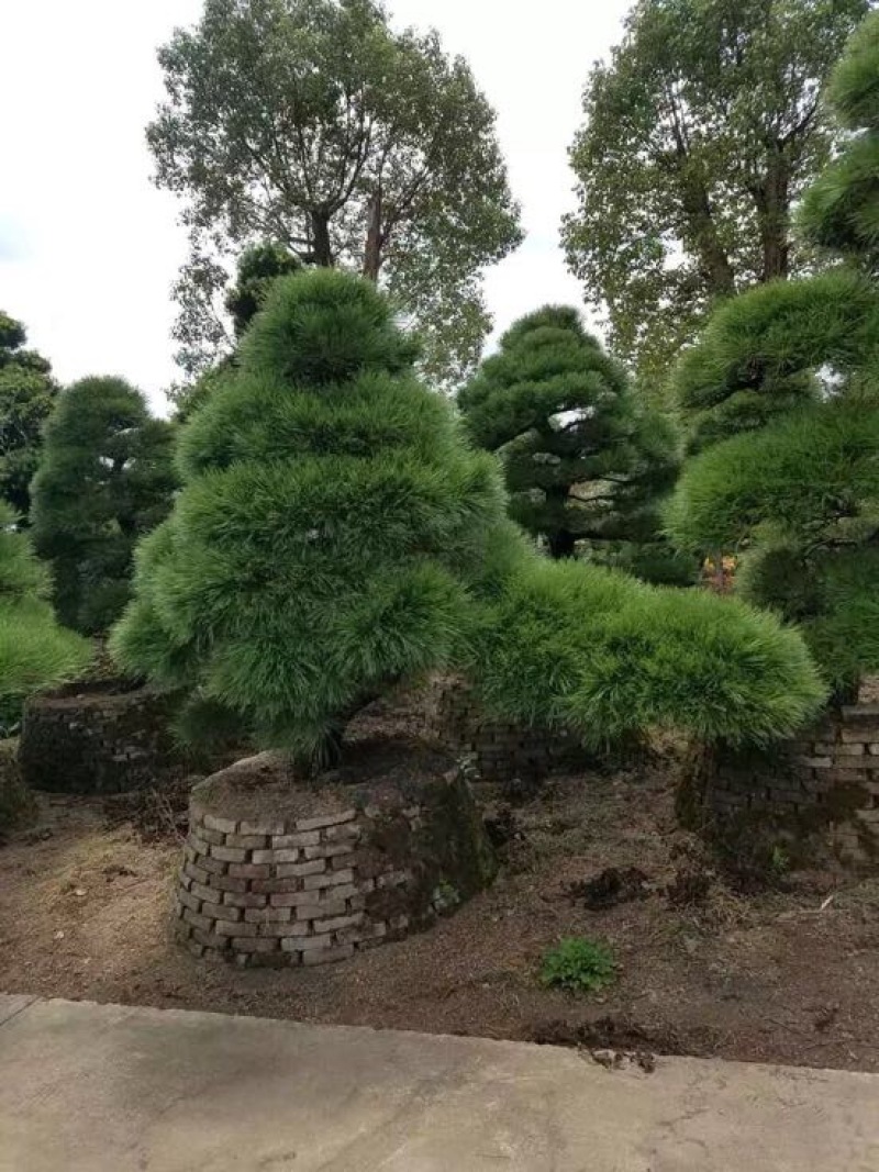 树桩