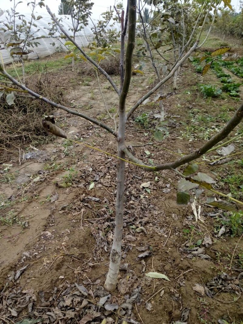 香玲核桃苗150~200cm三年苗