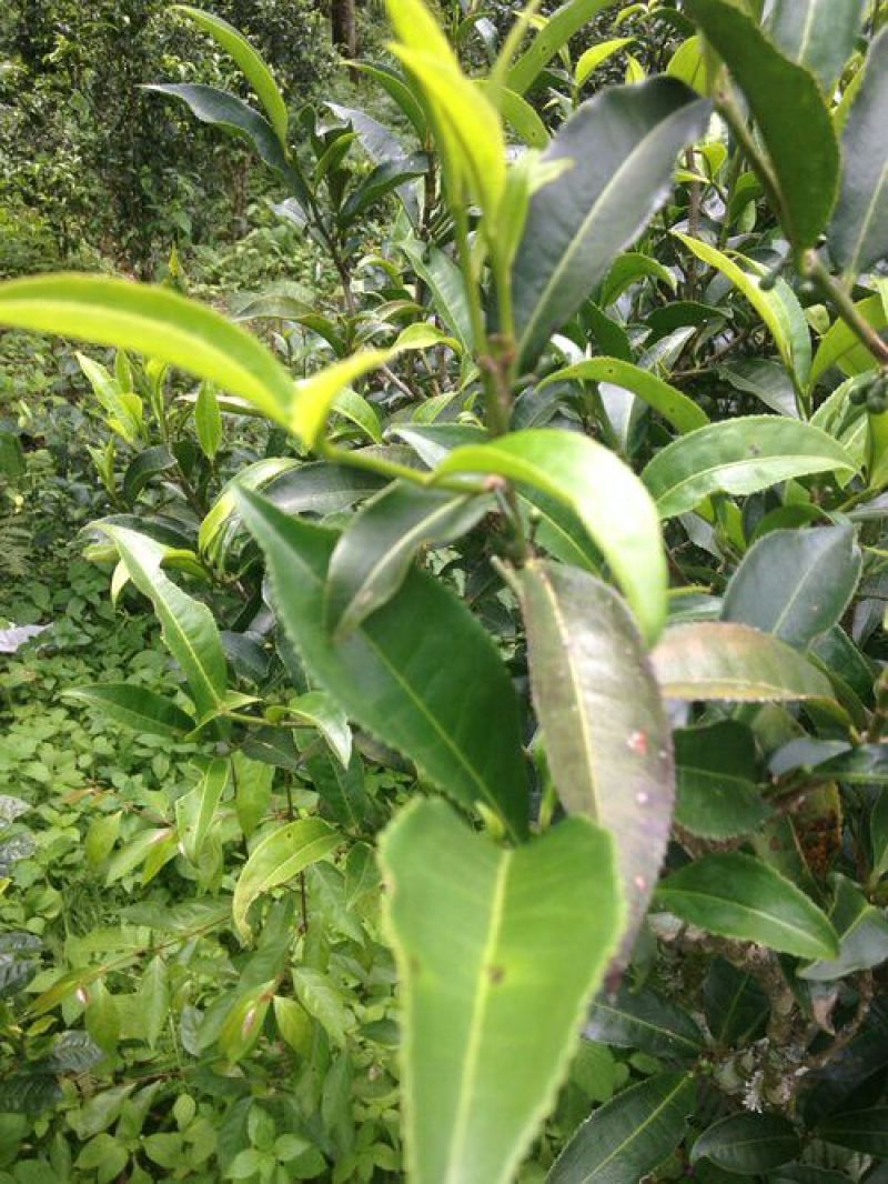 古树普洱茶二级