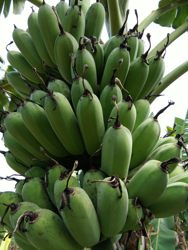 广西来宾市粉蕉 八成熟批发_罗有东供应_一亩