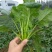 全能菠菜30~35厘米