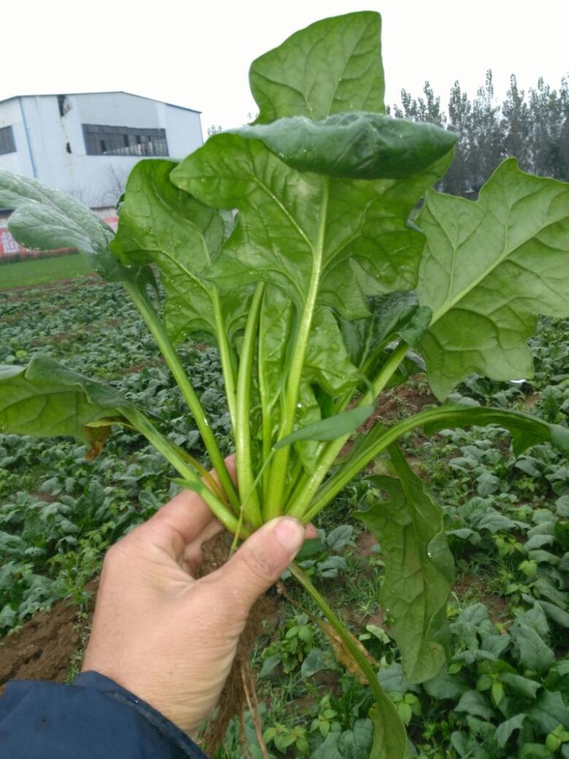 全能菠菜30~35厘米