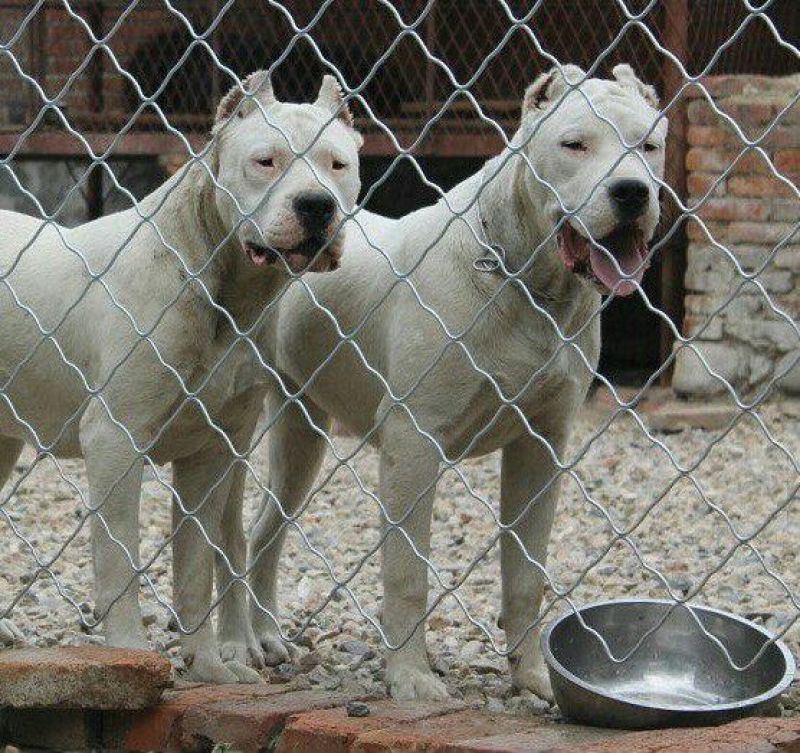 杜高犬公