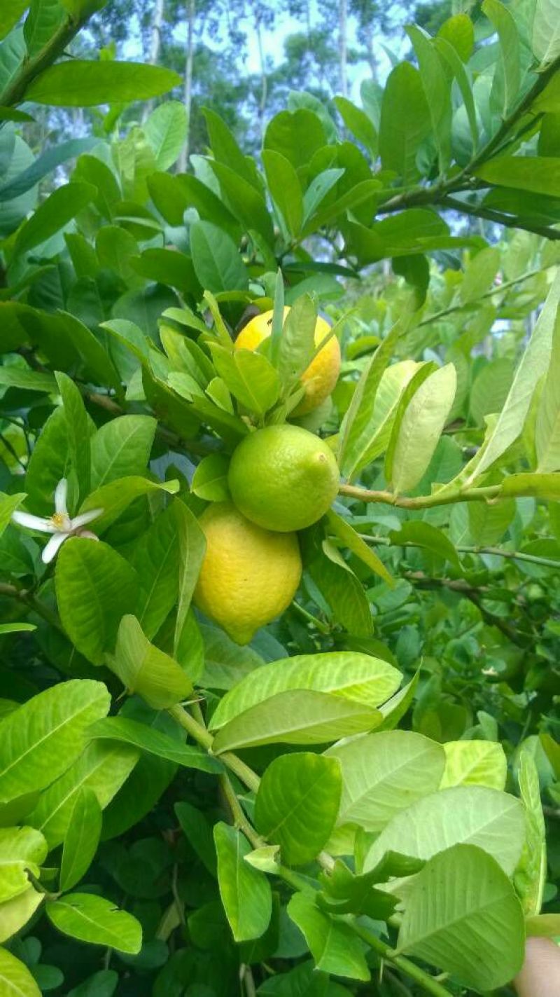 柠檬膏