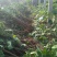 无花果树1.5~2m