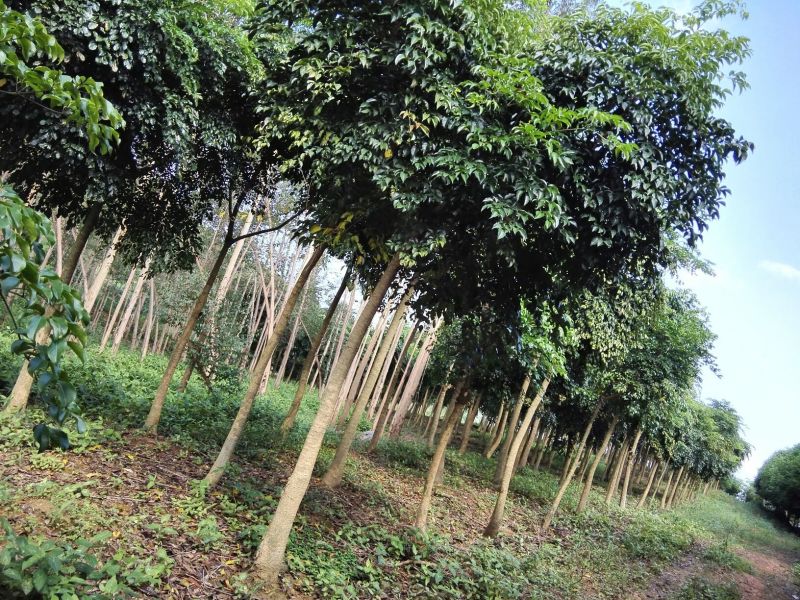 出售绿宝石树苗10-35公分