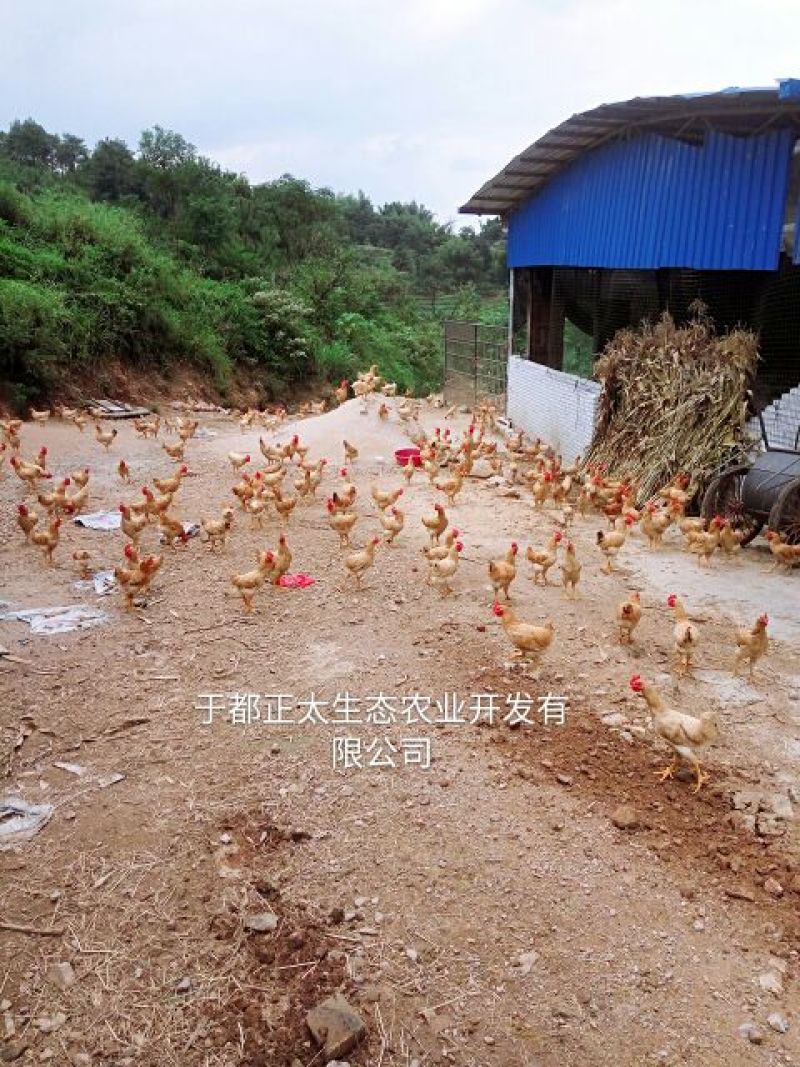 三黄鸡6~9月