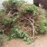 金银花金银花树桩