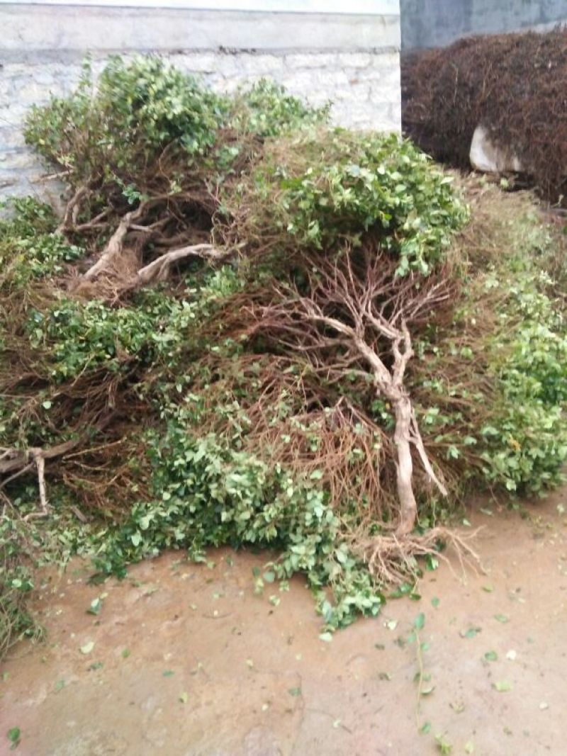 金银花金银花树桩