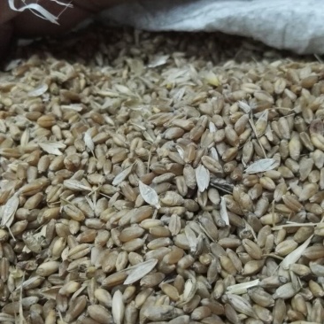 小麦12.5%以下