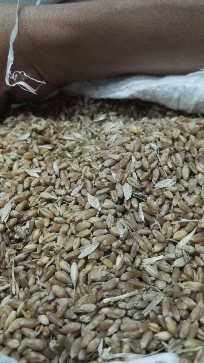 小麦12.5%以下
