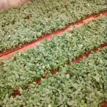 玫瑰盆花